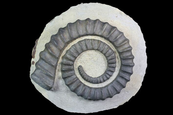 Devonian Ammonite (Anetoceras) #92733